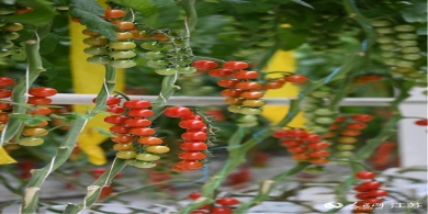 江蘇邳州：水果番茄水靈靈