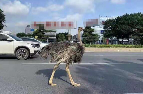 街頭驚現(xiàn)巨大鴕鳥 與汽車搶車道！網(wǎng)友：你也要趕早高峰